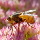 Fliege auf Nahrungssuche