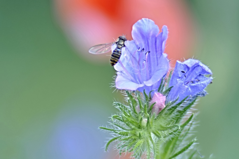 Fliege auf Natternkopf