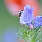 Fliege auf Natternkopf