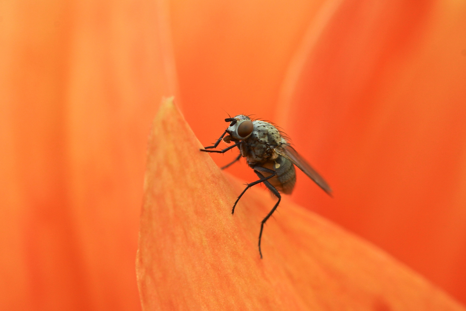 Fliege auf orange