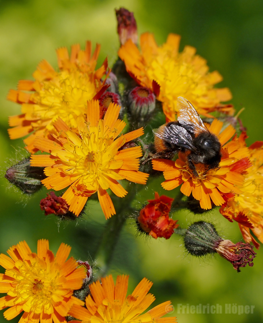 Fliege auf orangenem Habichtskraut