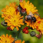 Fliege auf orangenem Habichtskraut