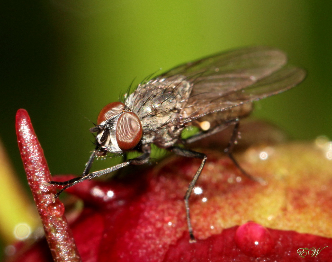 Fliege auf Paeonien-Knospe