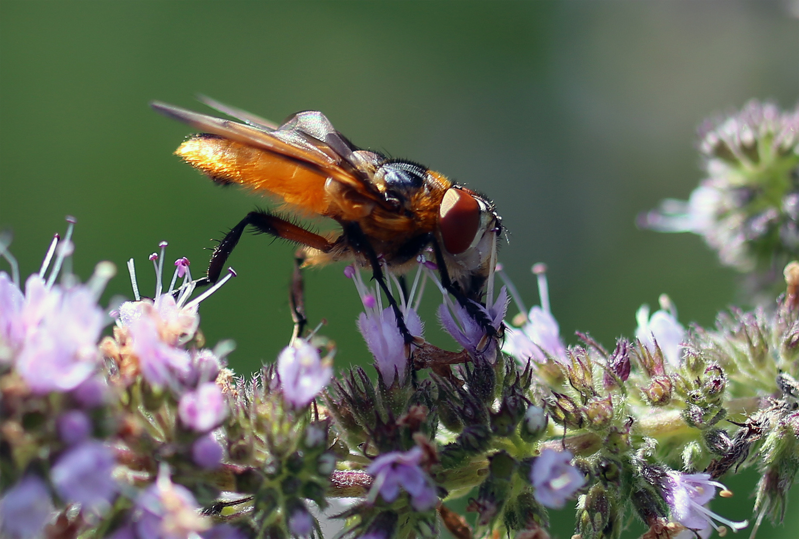 Fliege auf Pfefferminzblüte