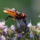 Fliege auf Pfefferminzblüte