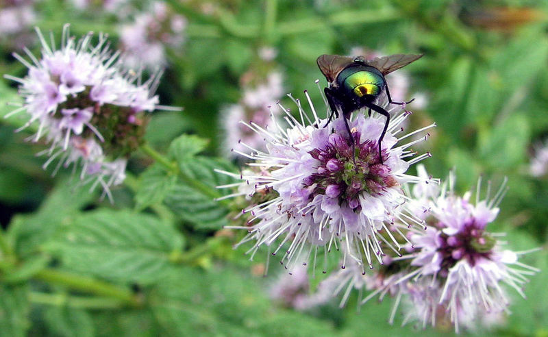 Fliege auf Pfefferminzblüte