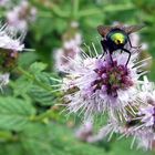 Fliege auf Pfefferminzblüte