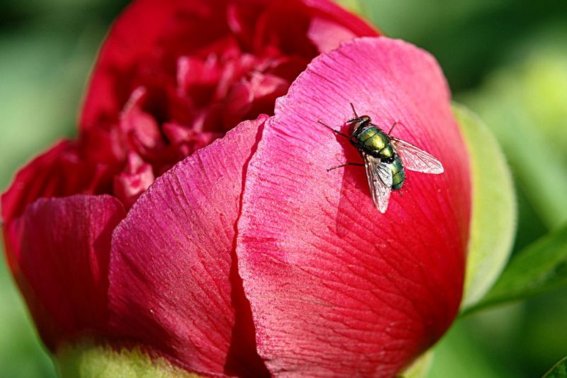 Fliege auf Pfingstrose