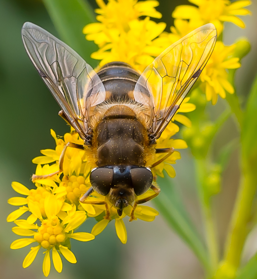 Fliege auf Pflanze