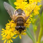 Fliege auf Pflanze