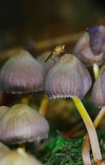 Fliege auf Pilz