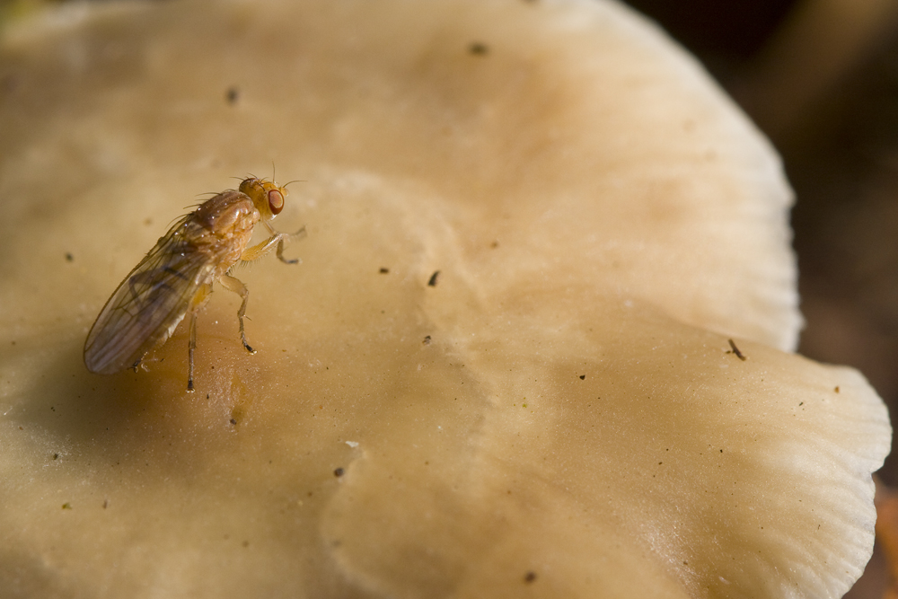 Fliege auf Pilz