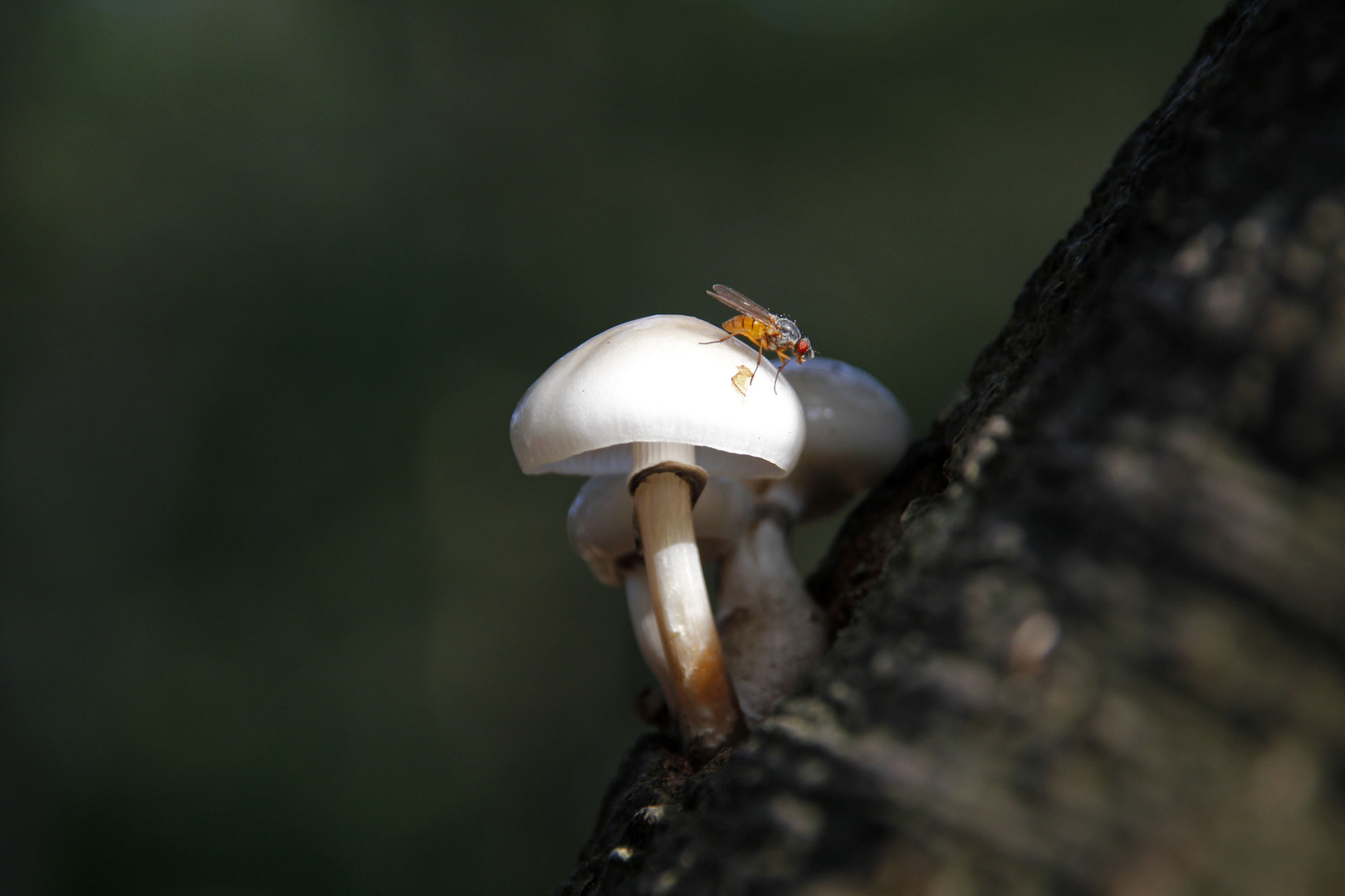 Fliege auf Pilz