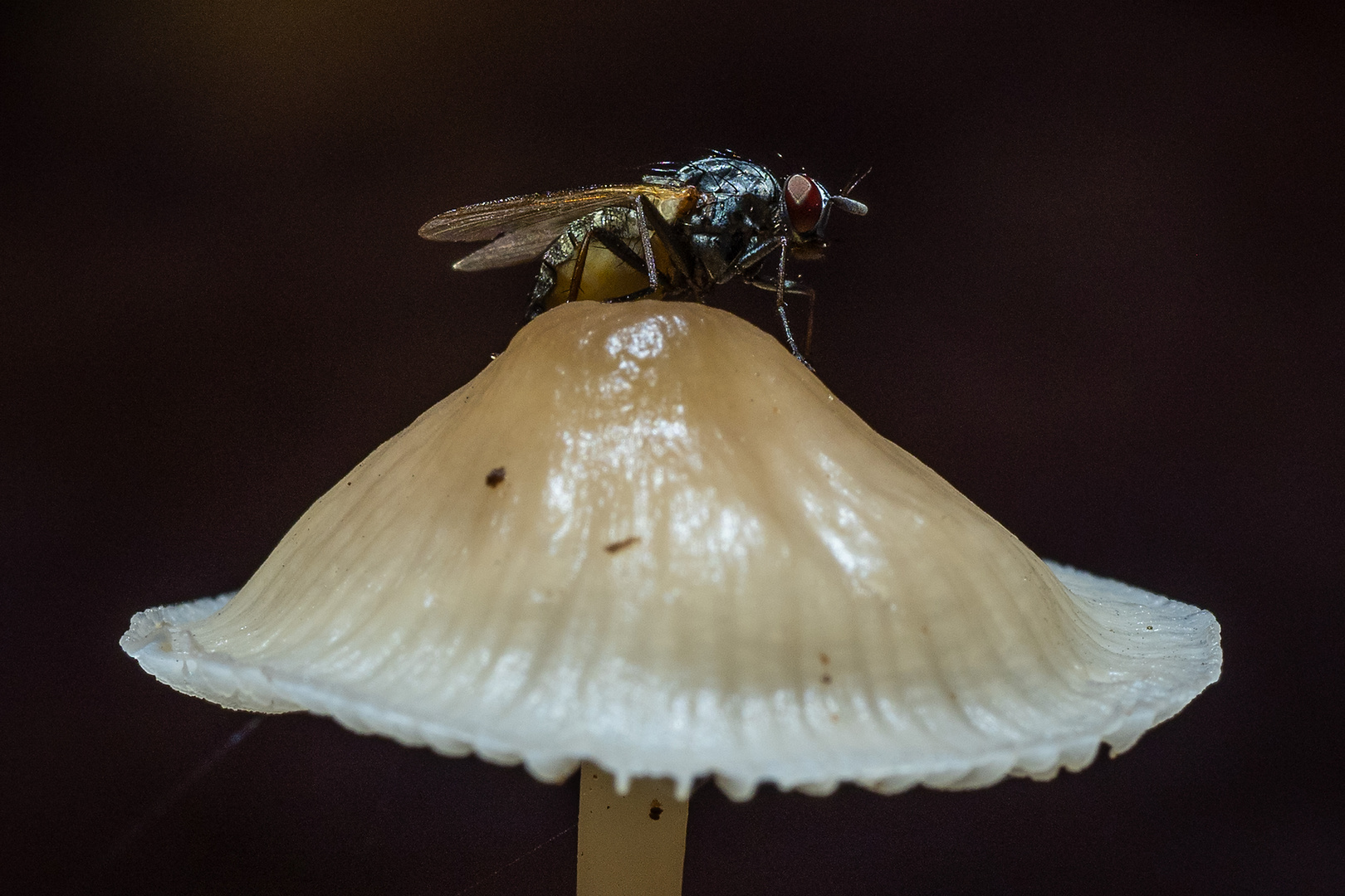 Fliege auf Pilz