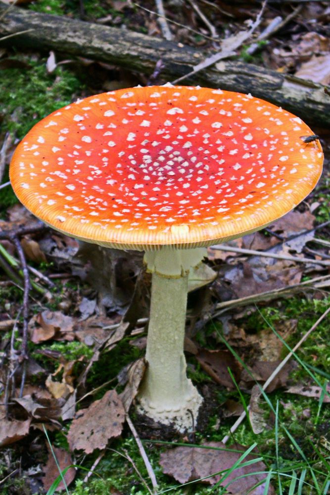 Fliege auf Pilz = Fliegenpilz Foto & Bild | natur, pflanzen, pilze