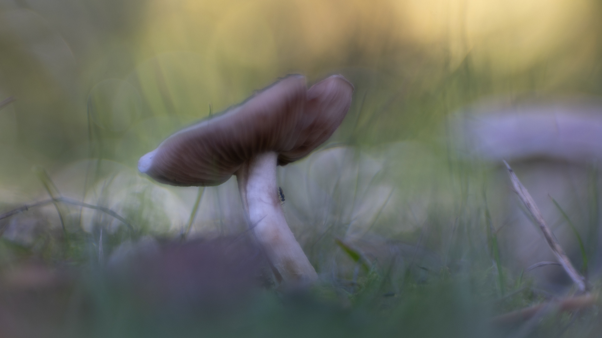 Fliege auf Pilz mit viel Bokeh