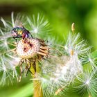 Fliege auf Pusteblume