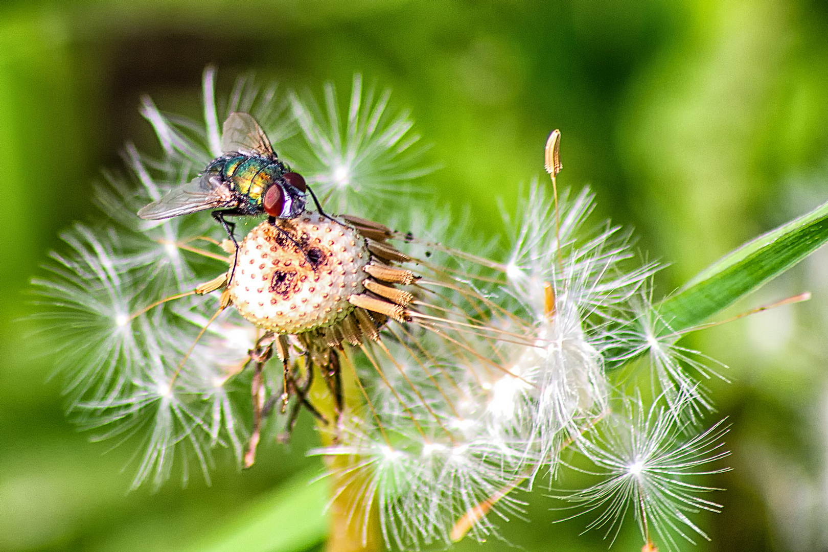 Fliege auf Pusteblume