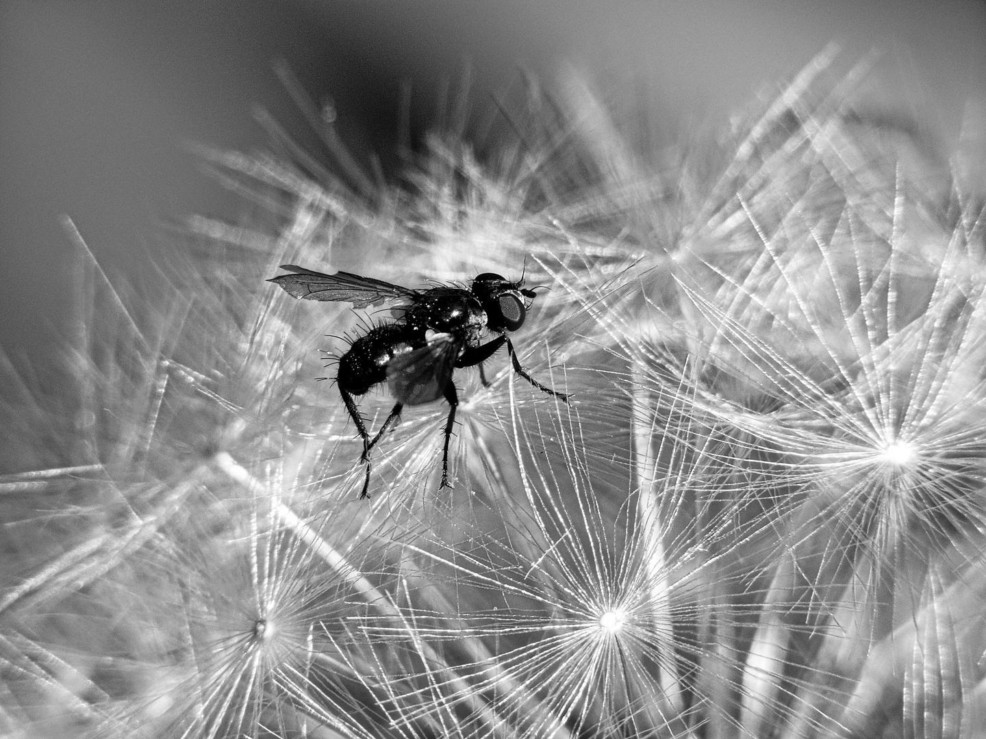 Fliege auf Pusteblume