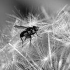 Fliege auf Pusteblume