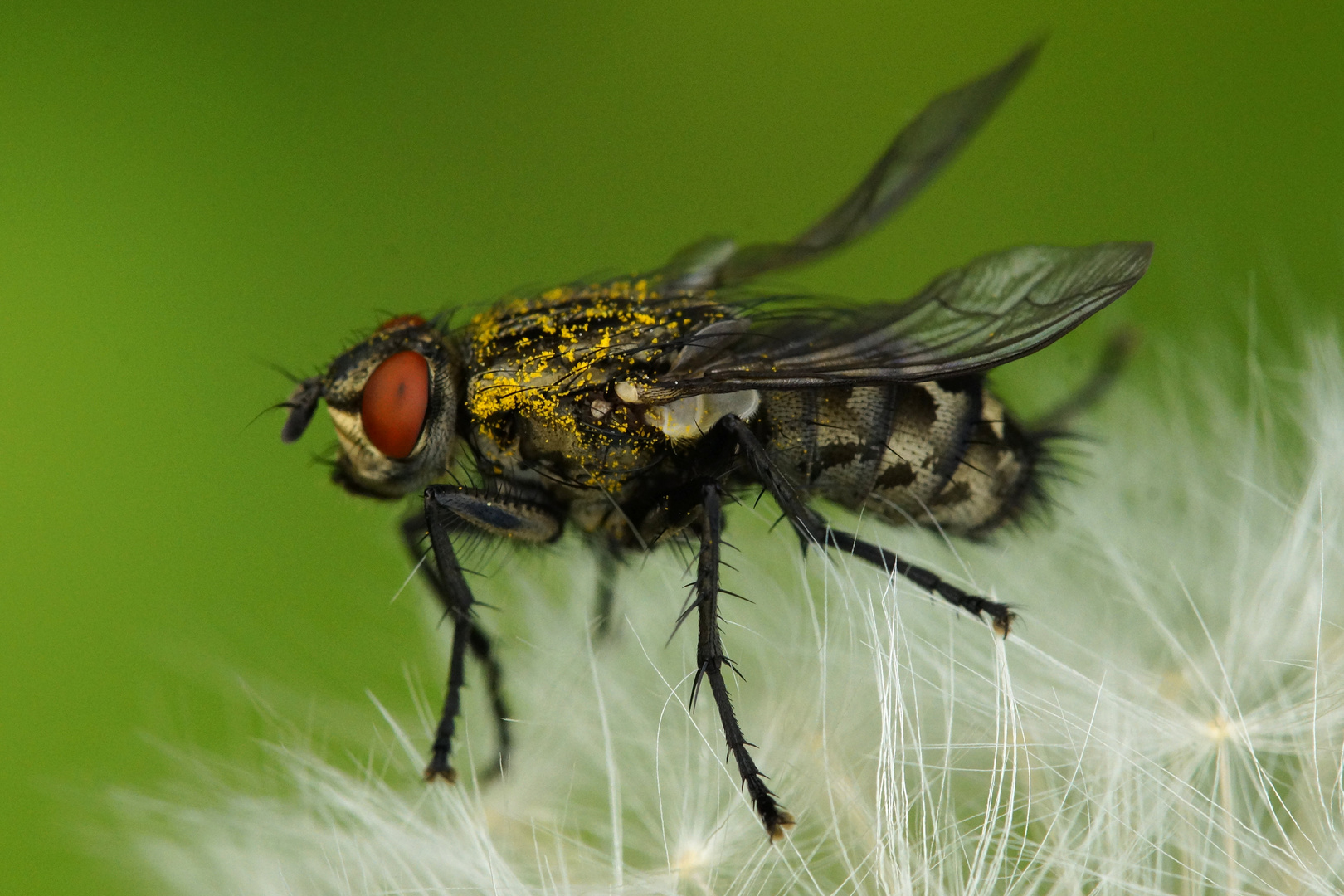 Fliege auf Pusteblume