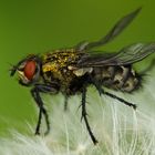 Fliege auf Pusteblume