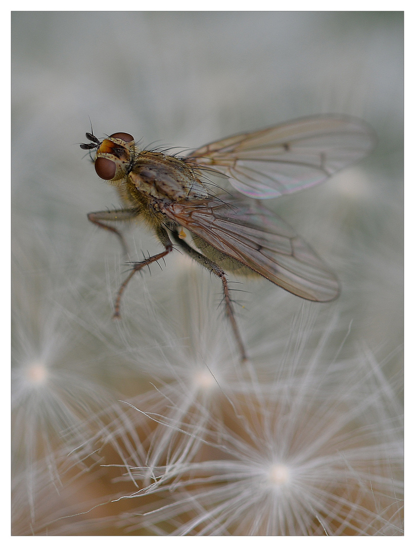 Fliege auf Pusteblume.