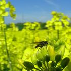 Fliege auf Rapsblüte