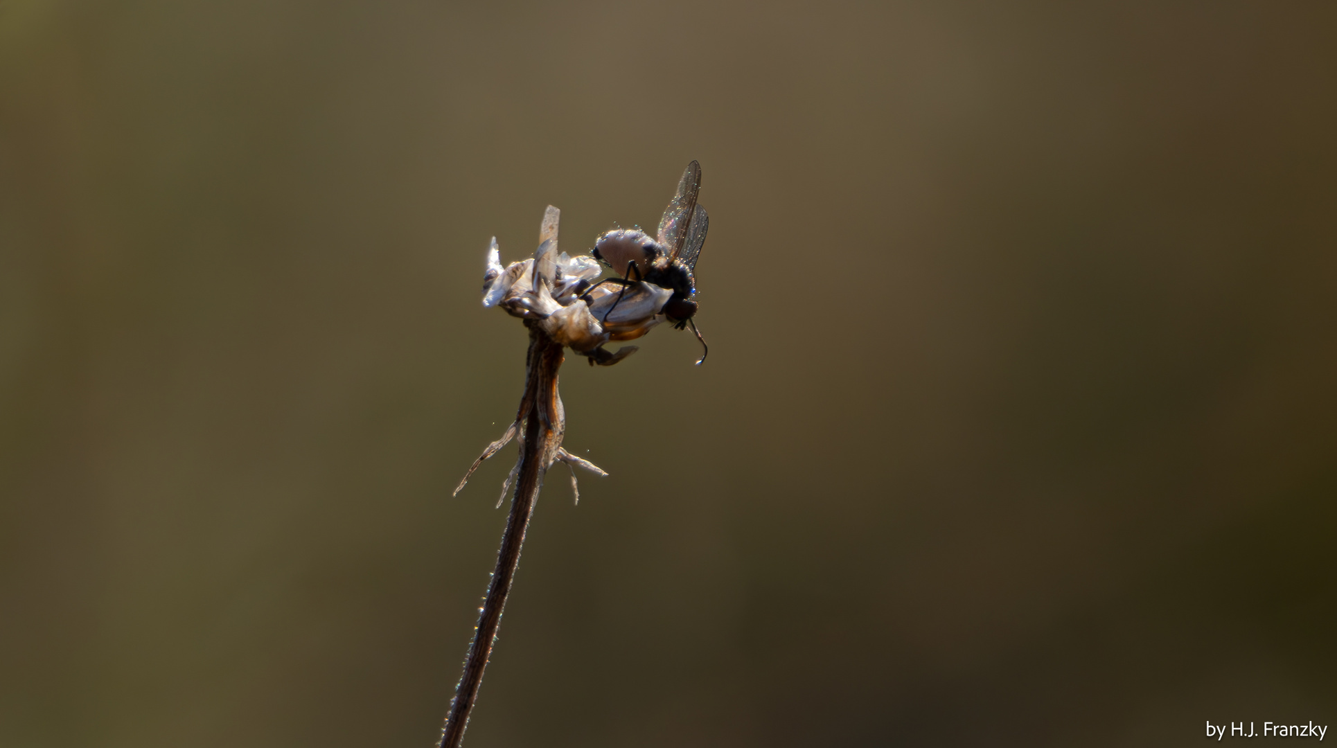 Fliege auf Restblüte