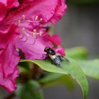 Fliege auf Rhododendron Blüte