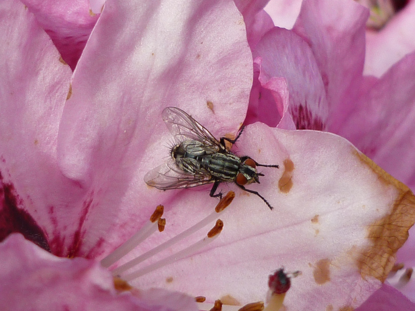 Fliege auf Rhododendronblüte