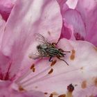 Fliege auf Rhododendronblüte