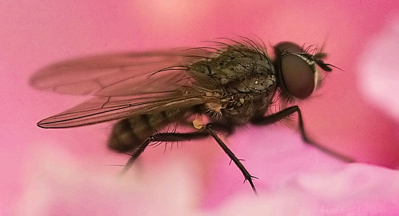 Fliege auf Rhododendronblüte