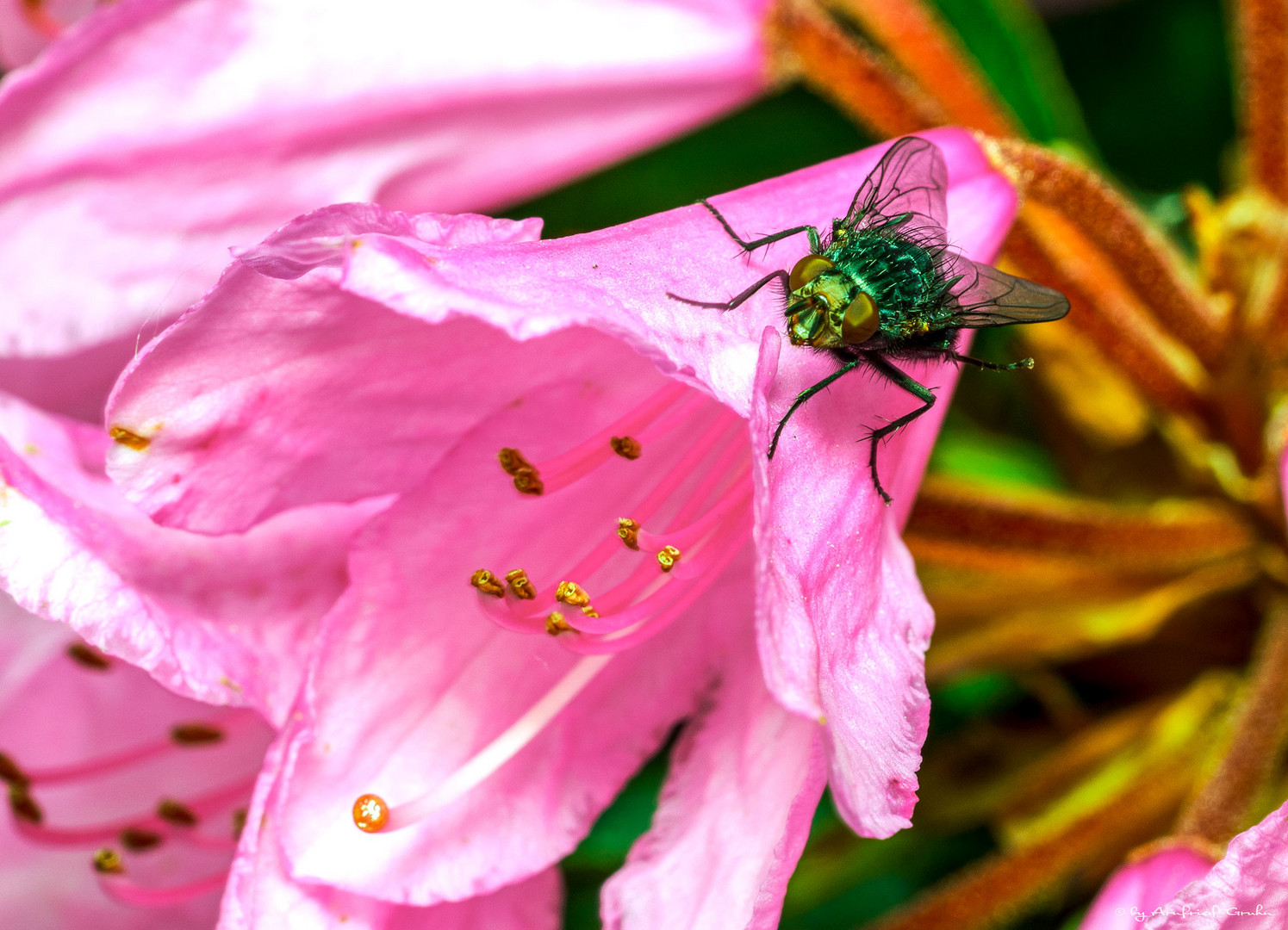 Fliege auf Rhododendronblüte.....