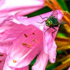 Fliege auf Rhododendronblüte.....