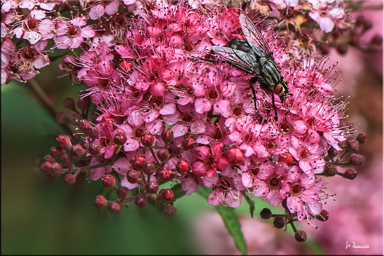 Fliege auf rosa Blüte