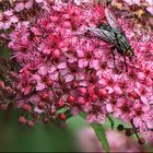 Fliege auf rosa Blüte