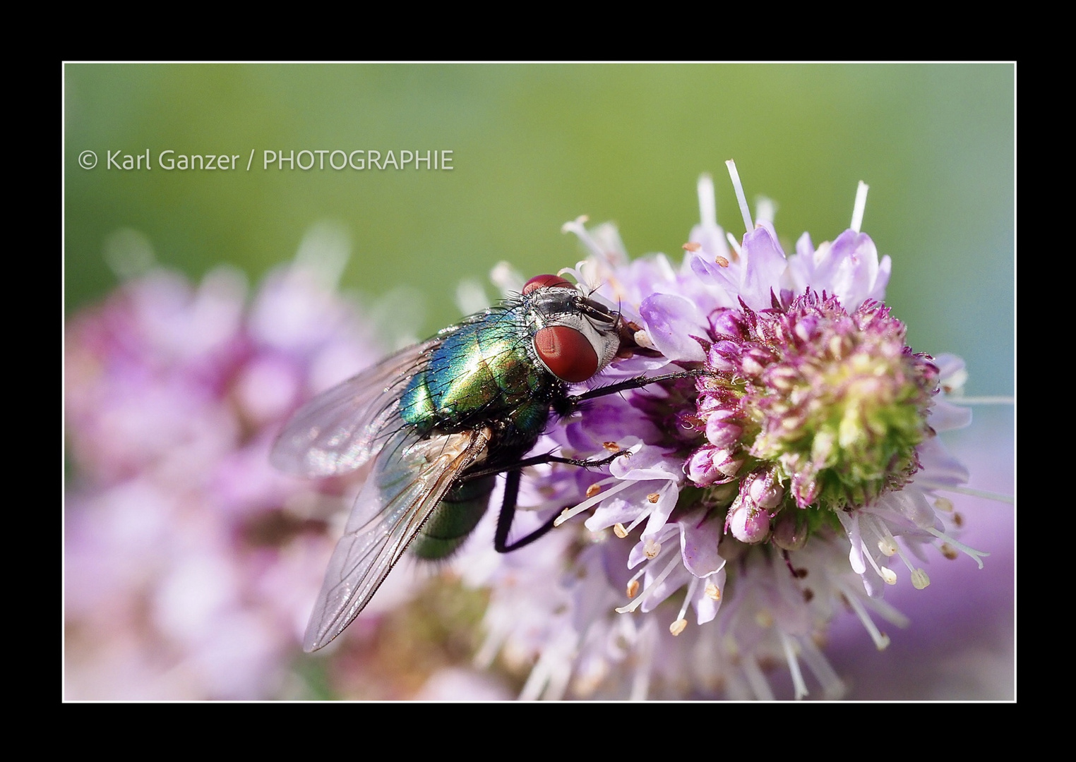 Fliege auf rosa Blüte