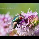 Fliege auf rosa Blüte