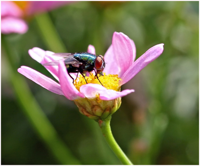 Fliege auf rosa Margerite