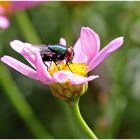 Fliege auf rosa Margerite