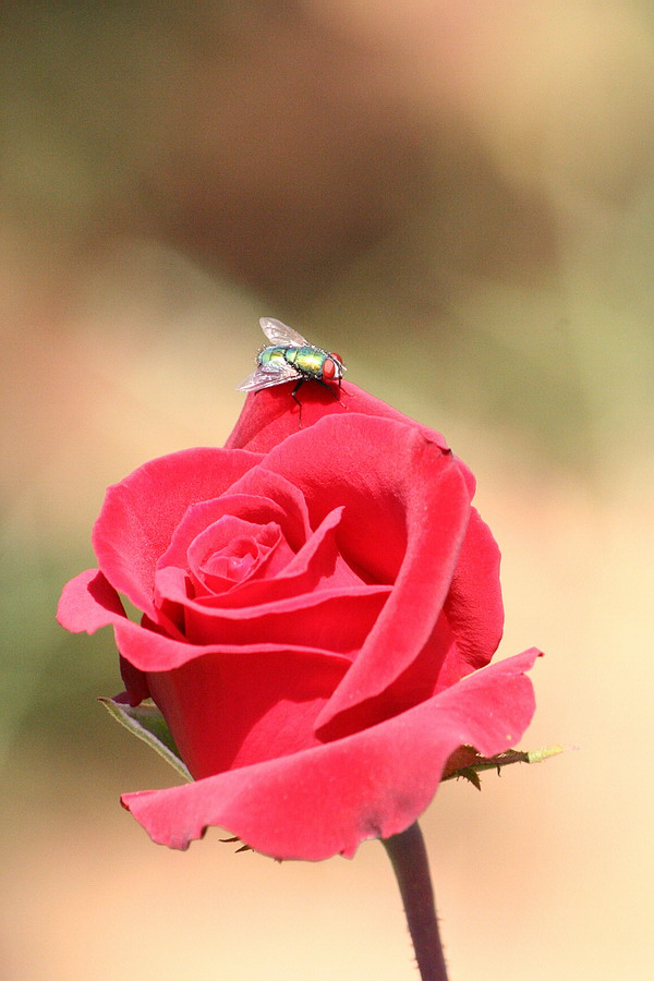 Fliege auf Rose...oder Rose unter Fliege?