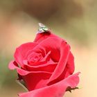 Fliege auf Rose...oder Rose unter Fliege?