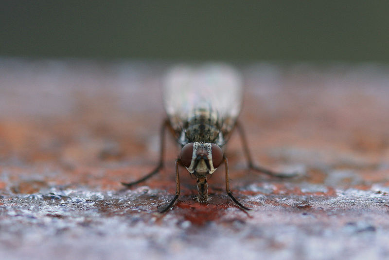 Fliege auf rostigem Geländer