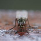 Fliege auf rostigem Geländer