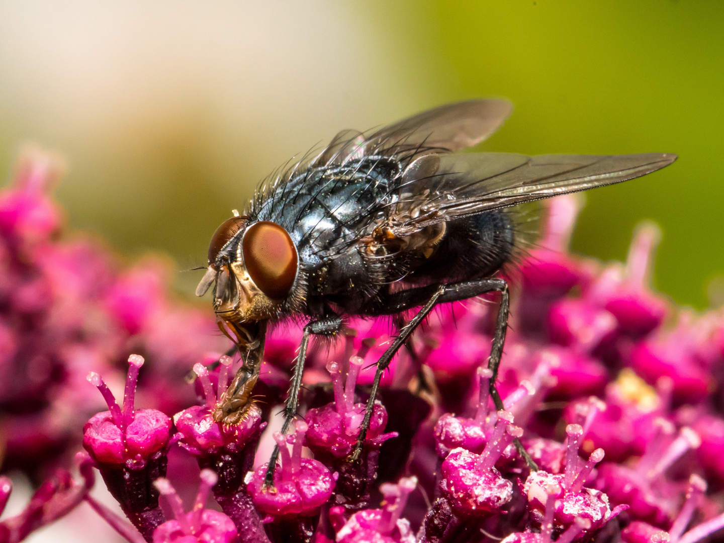 Fliege auf roter Engelwurz