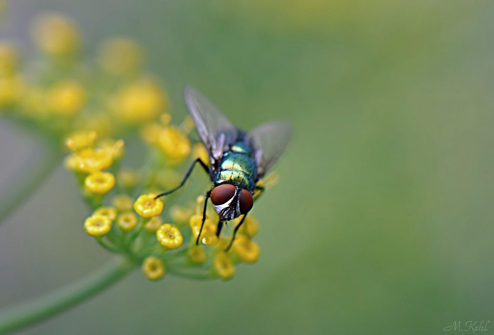 Fliege auf Rucolablüte