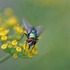 Fliege auf Rucolablüte