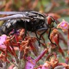 ..... Fliege auf Schmetterlingsstrauch-Blüten