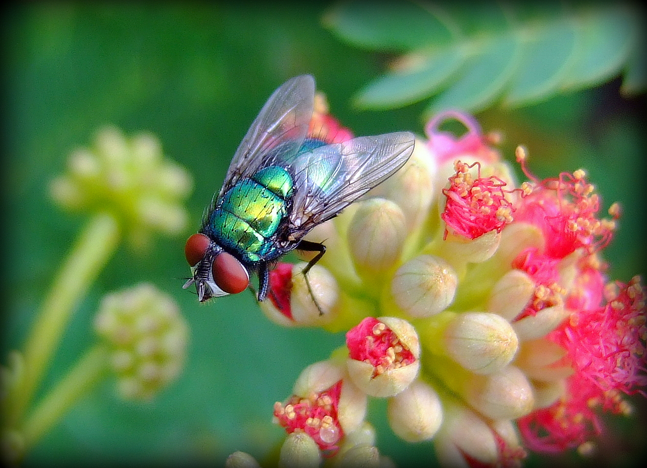 Fliege auf Seitenbaumblüte